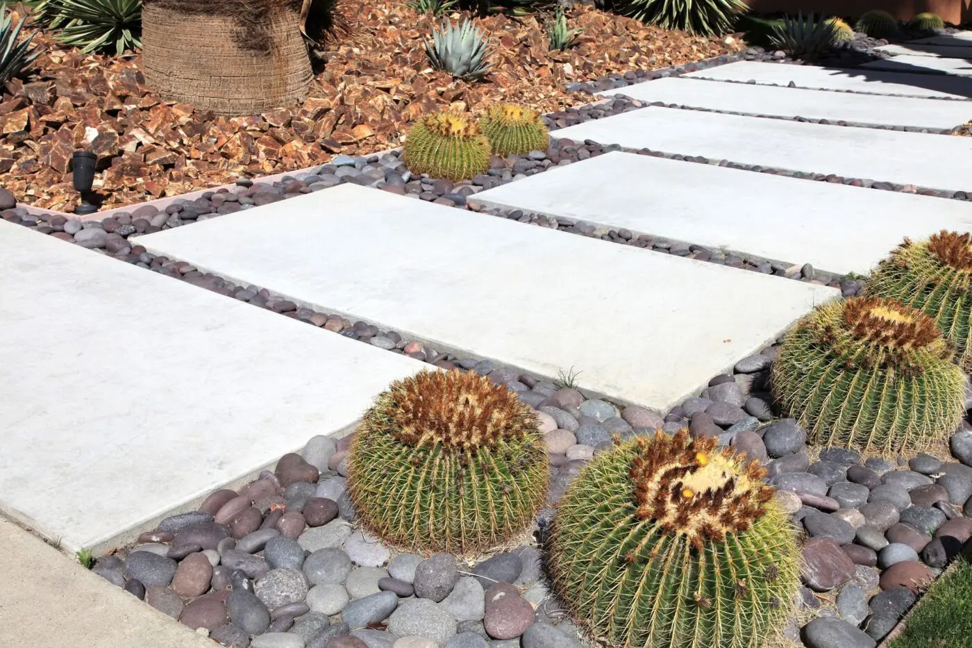 A pathway made of large rectangular concrete slabs is surrounded by small smooth stones and large spherical cacti, exemplifying expert desert landscaping. In the background, the ground is covered with dry brown leaves and various desert plants, including agave and palm trees.