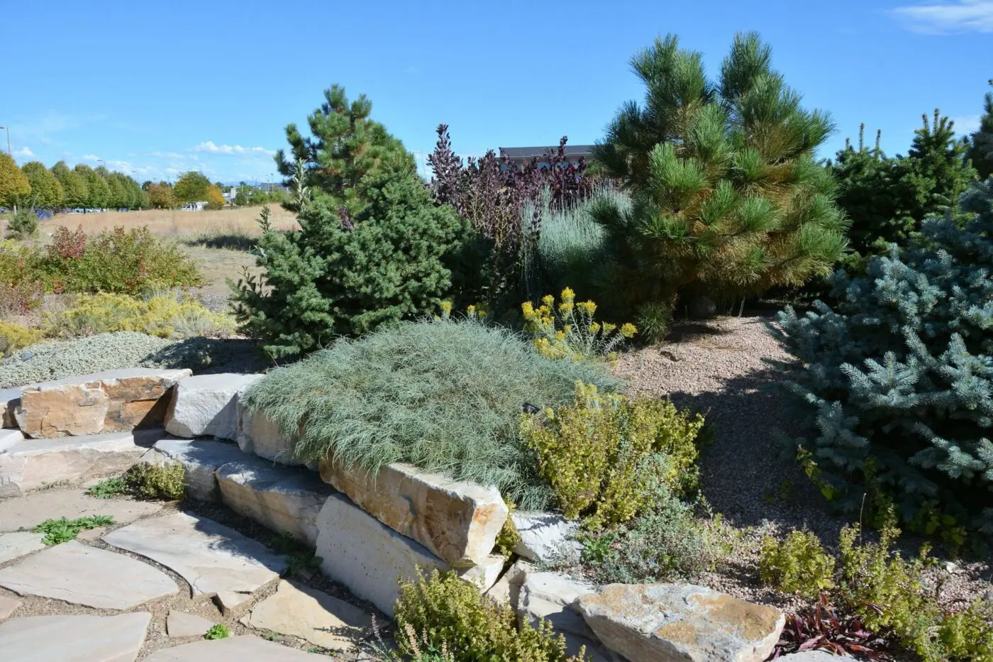 A beautiful garden landscape featuring a variety of evergreen trees, shrubs, and plants. Large stone slabs form a low retaining wall in the foreground, while the sky above is clear and blue. Expert xeriscape landscapers can transform your space with sustainable desert landscaping—call now for a free quote.