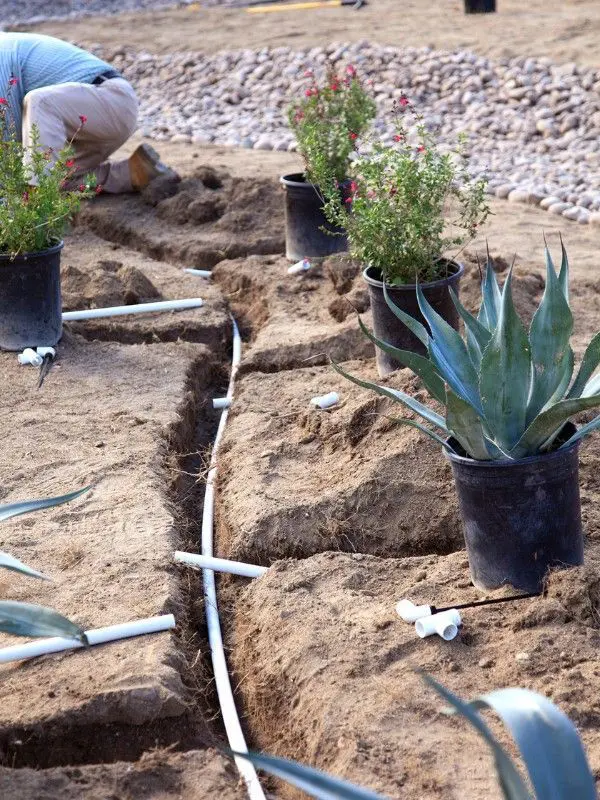 A person is installing a drip irrigation system in a garden designed for desert landscaping. Trenches hold white irrigation pipes, and several potted plants, including agaves and flowering bushes, are strategically placed around the area. The ground is dry, with stones visible in the background, typical of East Valley xeriscape landscapers.