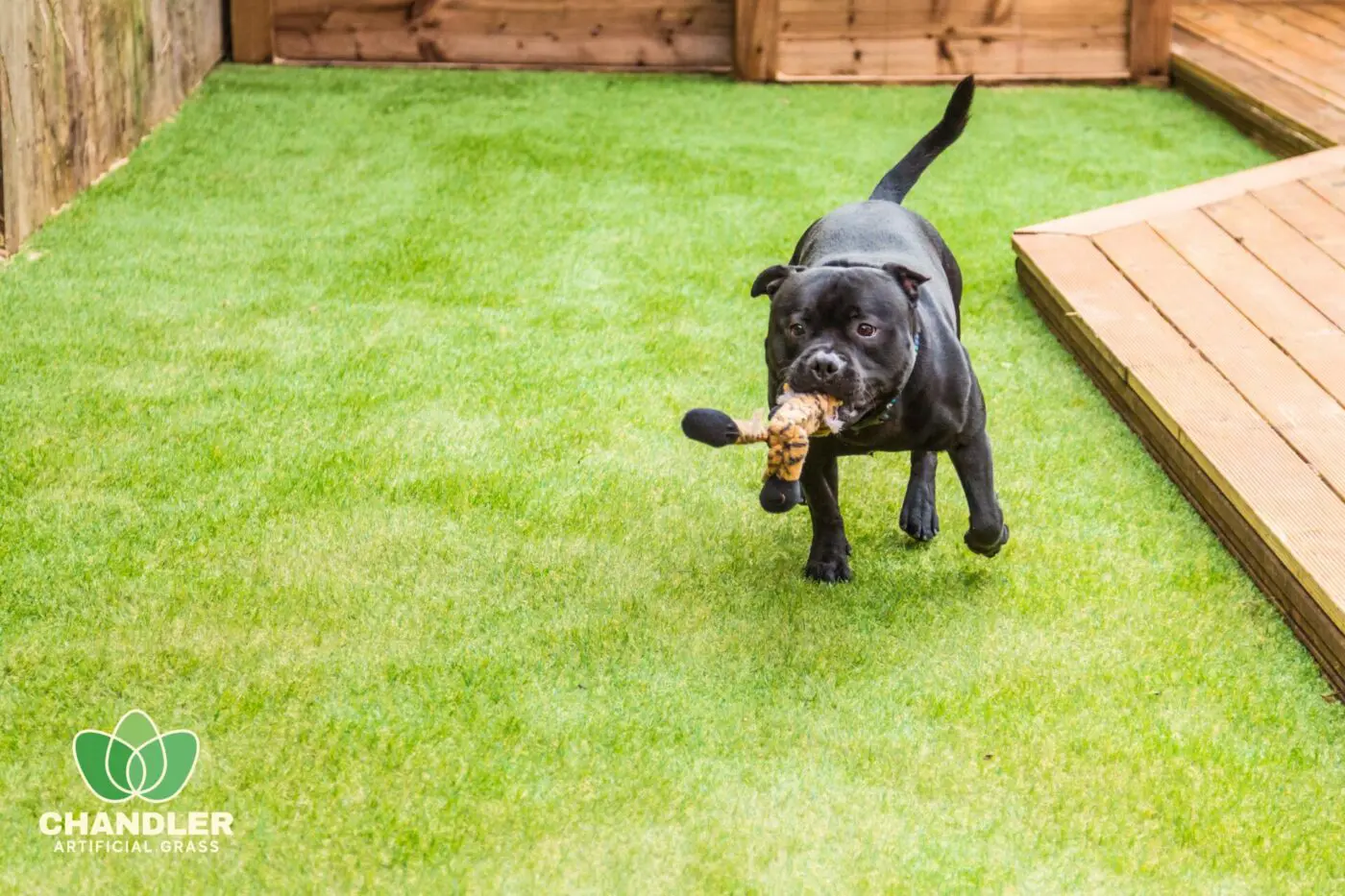 A black Staffordshire Bull Terrier runs on a well-manicured artificial grass lawn, holding a toy in its mouth. There is a wooden deck in the background, and the lower-left corner features the logo and name CHANDLER ARTIFICIAL GRASS,highlighting their top-tier Pet Turf Installation services in Chandler AZ.